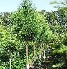 Cupressocyparis leylandii Stamm